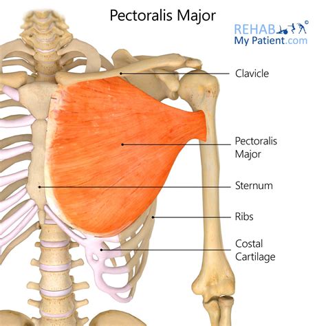 Pectoralis